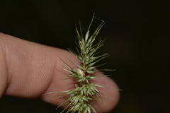 Echinopogon caespitosus