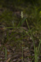 Echinopogon caespitosus