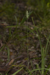 Echinopogon caespitosus