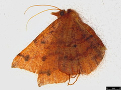 Rhinodia rostraria