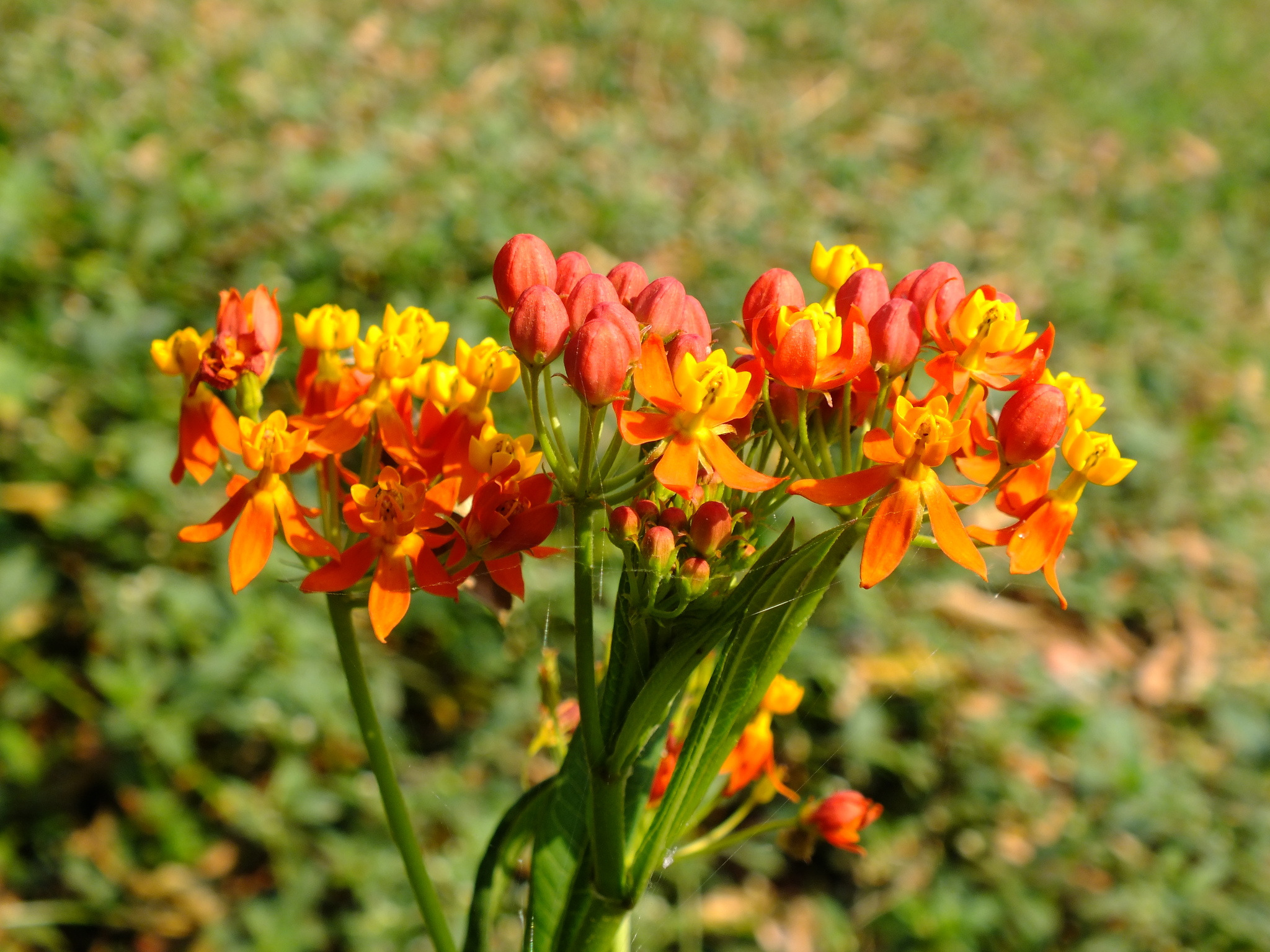 Asclepias curassavica
