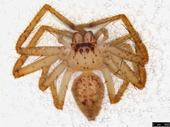 Neosparassus diana