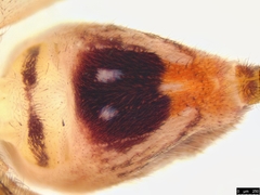 Neosparassus diana