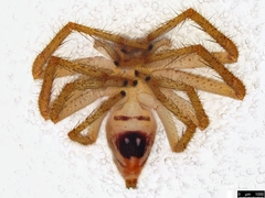 Neosparassus diana