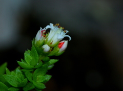 Crassula setulosa jenkinsii