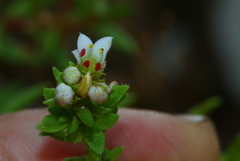 Crassula setulosa jenkinsii
