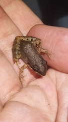 Leptodactylus barrioi