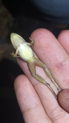 Duas Barras White-lipped Frog
