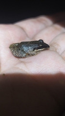 Leptodactylus barrioi