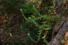 Crassula setulosa jenkinsii
