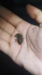 Leptodactylus barrioi