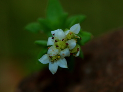 Crassula setulosa jenkinsii
