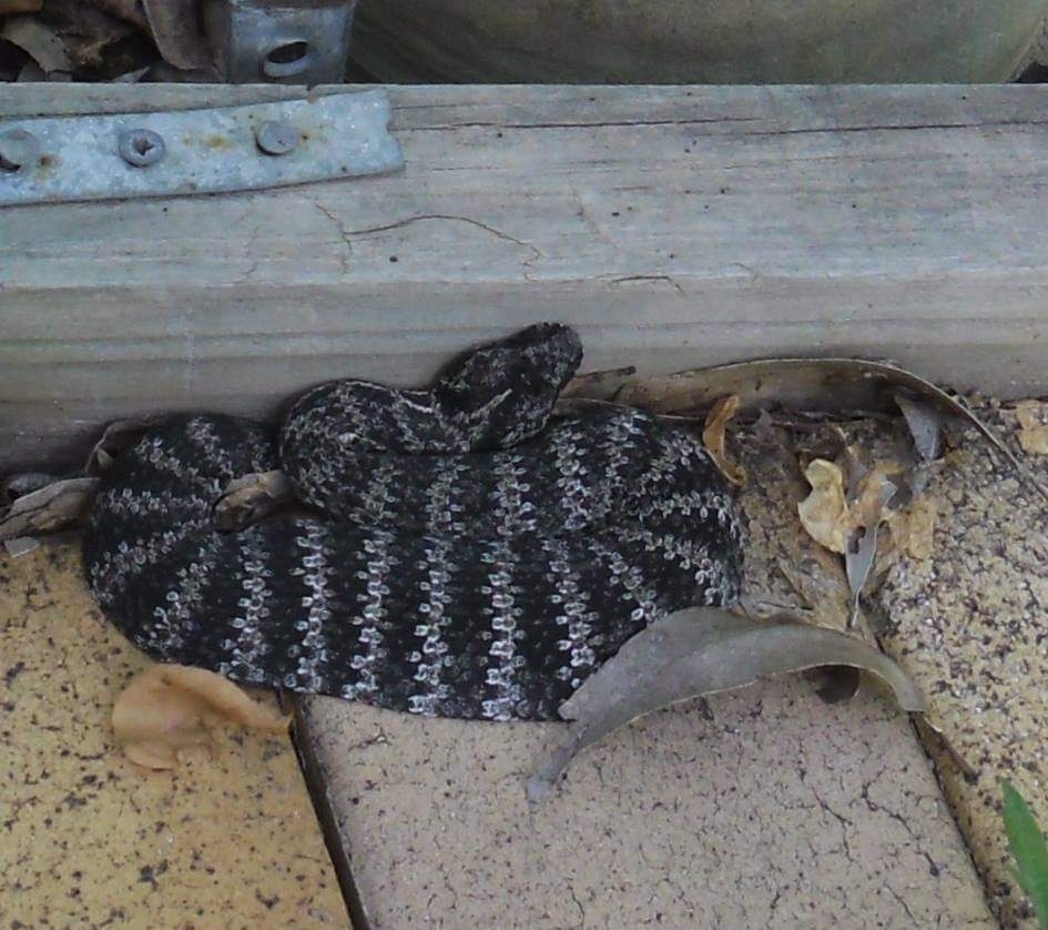 Common Death Adder