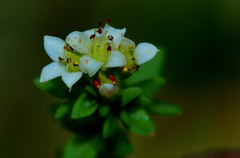 Crassula setulosa jenkinsii