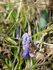Andrena