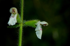 Stachys natalensis