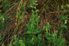 Stachys natalensis