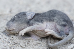 Peromyscus gambelii