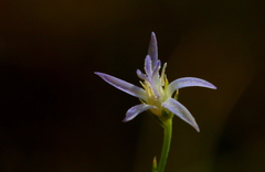 Wahlenbergia magaliesbergensis