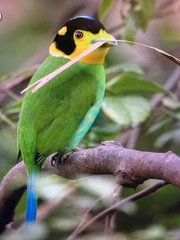 Psarisomus dalhousiae