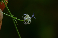Wahlenbergia magaliesbergensis