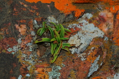 Xerophyta humilis