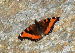 Aglais milberti viola