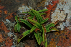 Xerophyta humilis