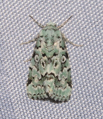 Bryolymnia viridata