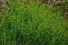 Wahlenbergia magaliesbergensis