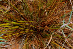 Bulbostylis burchellii