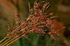 Bulbostylis burchellii