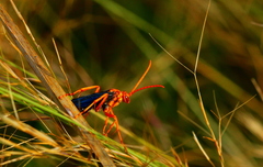 Hemipepsis tamisieri