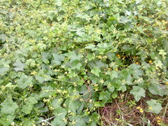 Cyclanthera dissecta