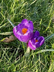 Crocus neapolitanus