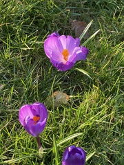 Crocus neapolitanus