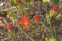 Lampranthus fergusoniae