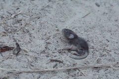 Peromyscus gambelii