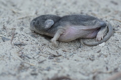 Peromyscus gambelii