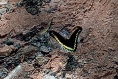 Battus polydamas