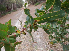 Hakea amplexicaulis