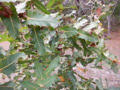 Hakea amplexicaulis