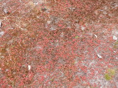 Drosera roseana