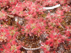 Drosera roseana