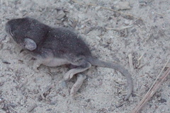 Peromyscus gambelii