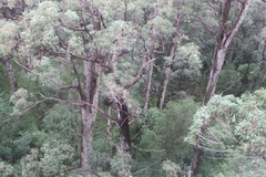 Eucalyptus jacksonii