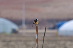 Phoenicurus auroreus