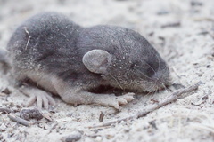 Peromyscus gambelii