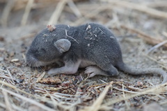 Peromyscus gambelii