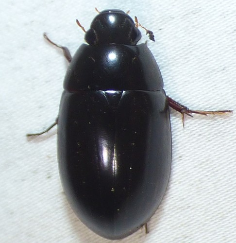 Hydrochara soror photo 4